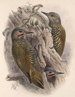 Colaptes auricularis