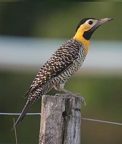 Colaptes campestris
