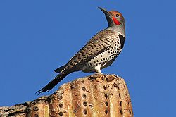 Colaptes chrysoides