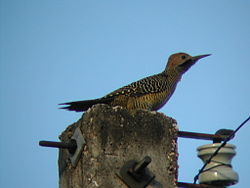 Colaptes fernandinae