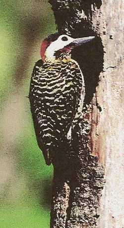 Colaptes melanochloros