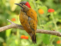 Golden-olive Woodpecker