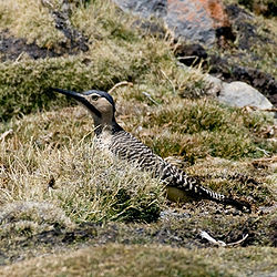 Colaptes rupicola