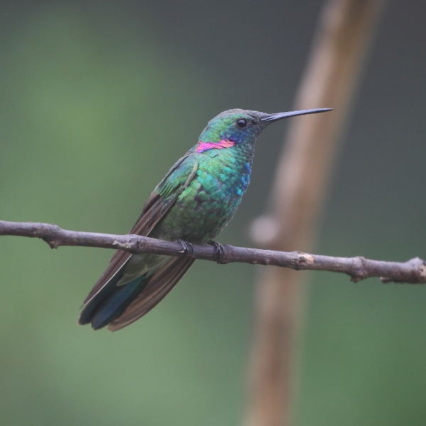 Colibri serrirostris