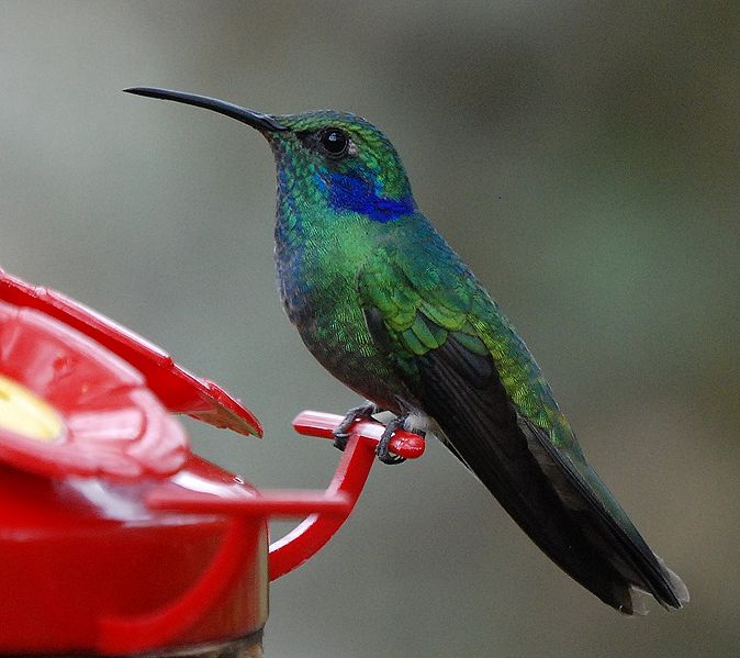 Colibri thalassinus