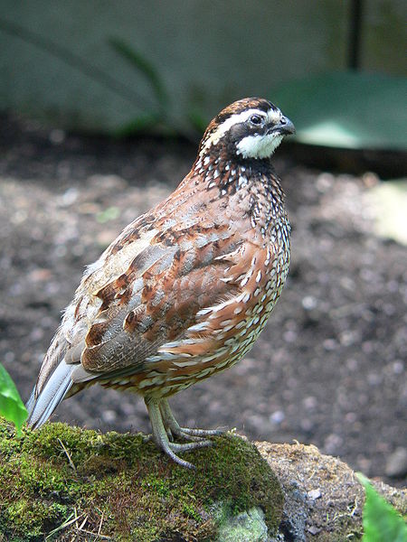 Colinus virginianus