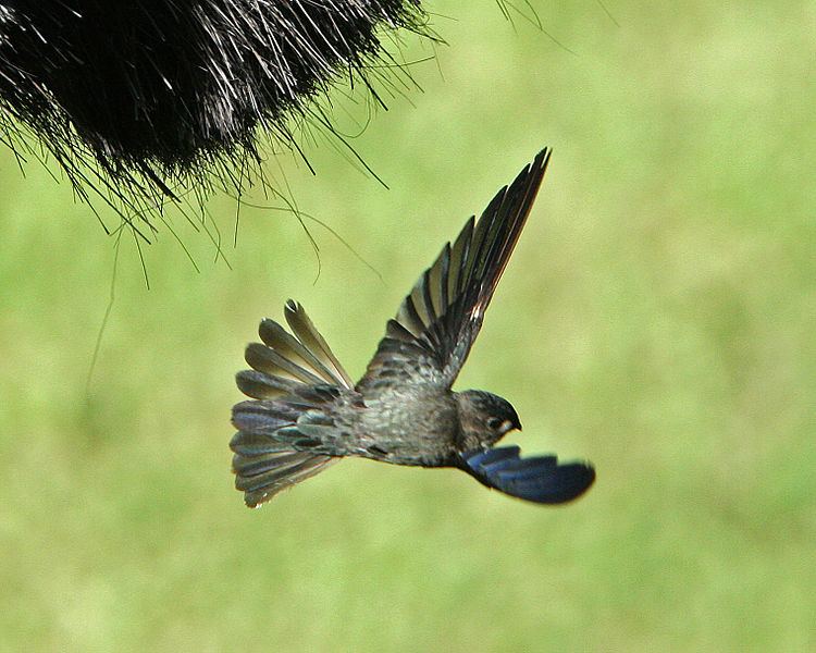 Collocalia esculenta