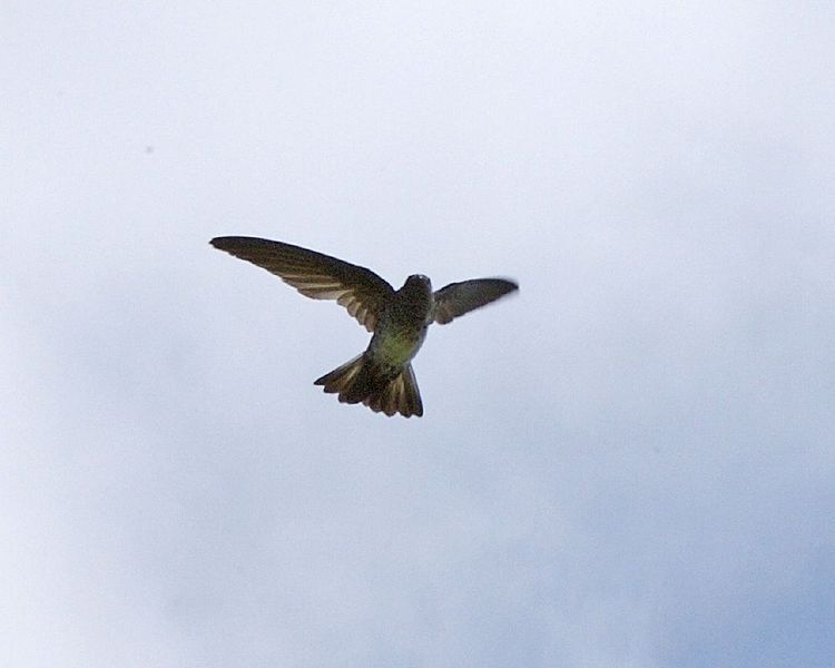 Collocalia linchi