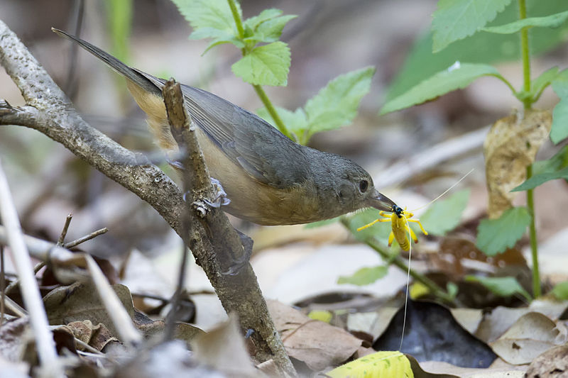 Colluricincla boweri