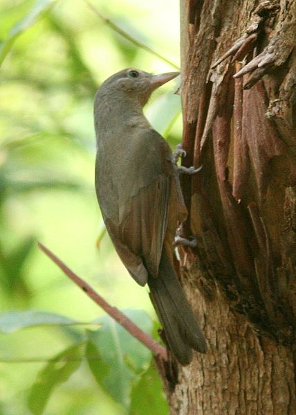 Colluricincla megarhyncha