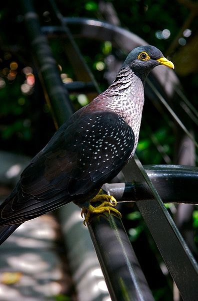 Columba arquatrix