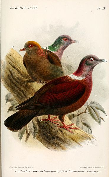 Columba delegorguei