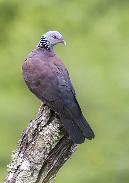 Columba elphinstonii