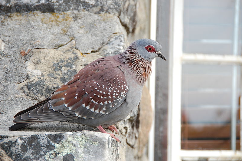 Columba guinea