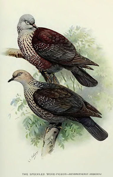 Columba hodgsonii