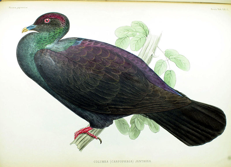 Columba janthina