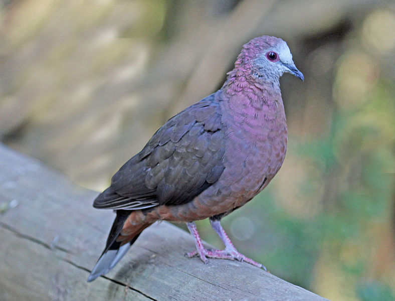 Columba larvata