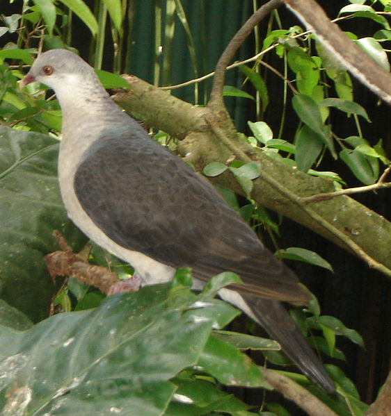 Columba leucomela