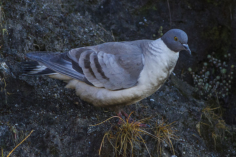 Columba leuconota