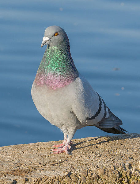 Columba livia