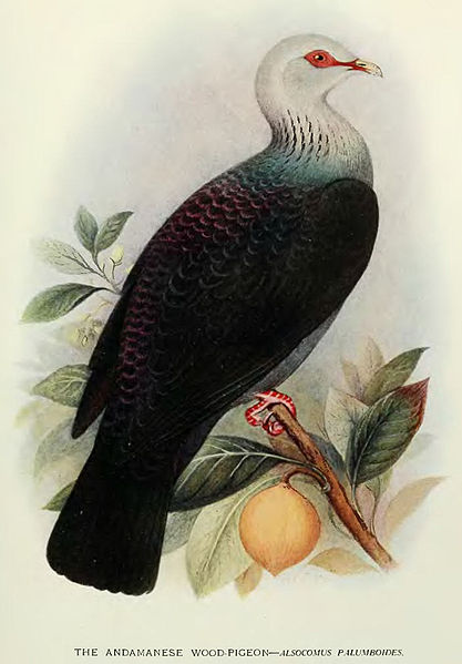 Columba palumboides