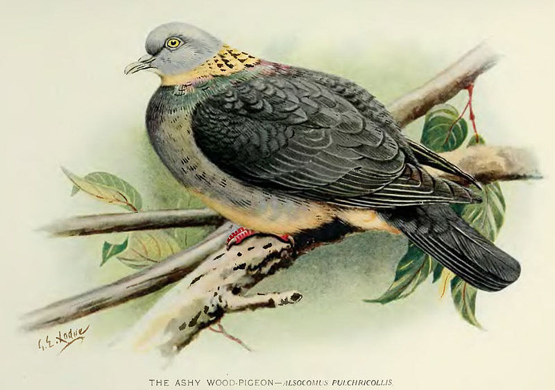 Columba pulchricollis