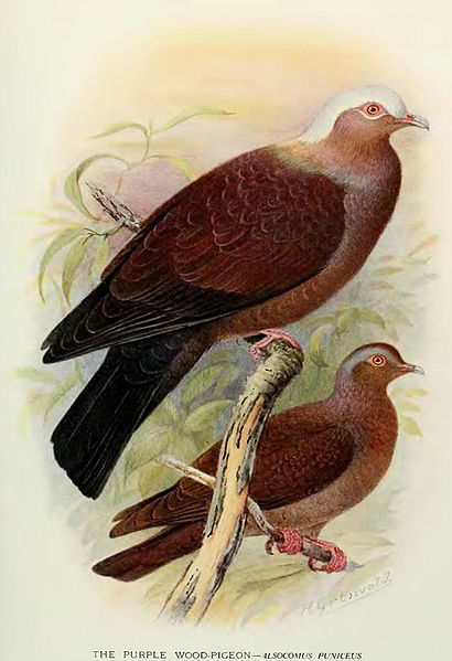 Columba punicea