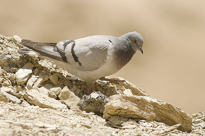 Columba rupestris