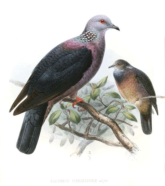 Columba torringtoniae