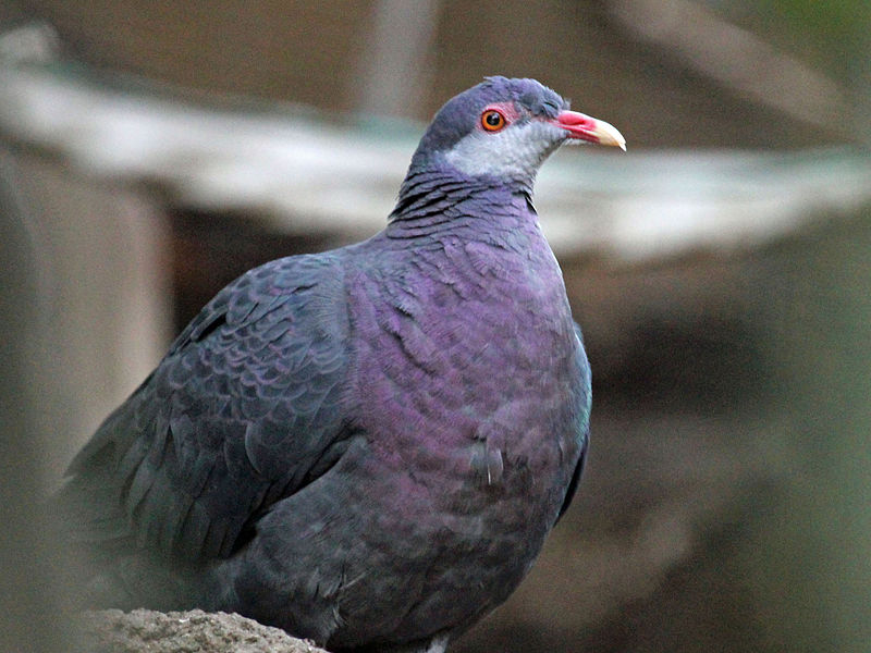 Columba vitiensis