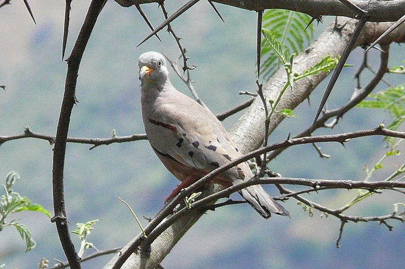 Columbina cruziana
