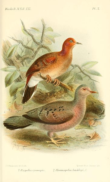 Columbina cyanopis