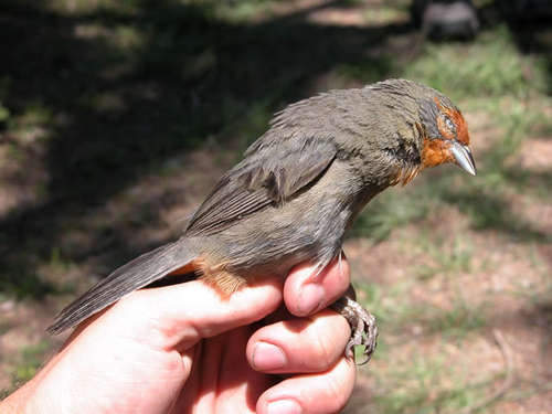 Compsospiza baeri