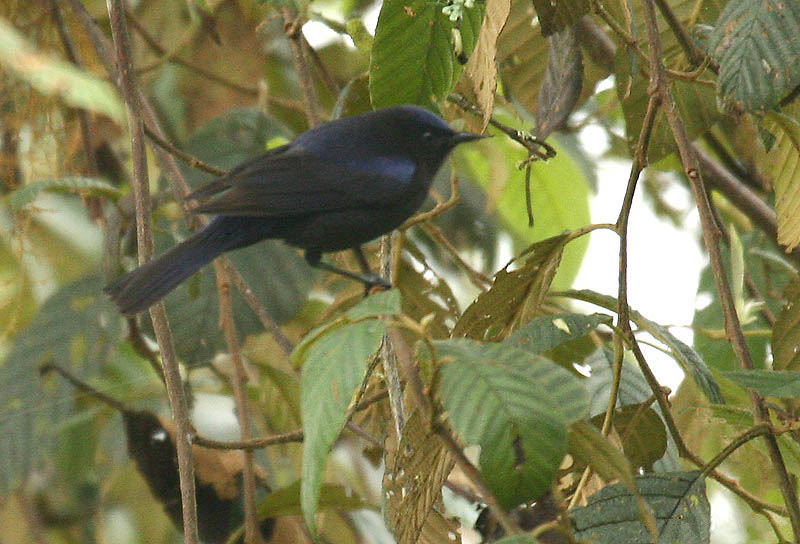 Conirostrum albifrons