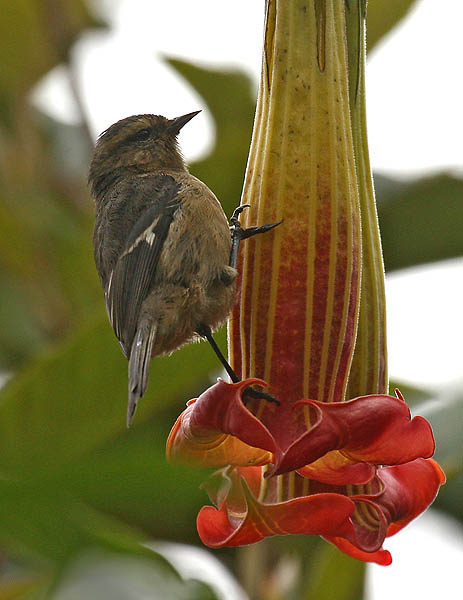 Conirostrum cinereum