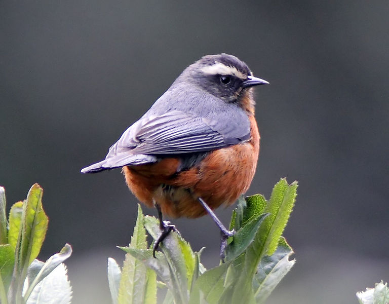 Conirostrum ferrugineiventre