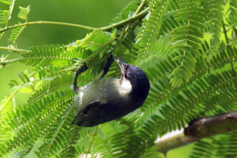 Conirostrum leucogenys