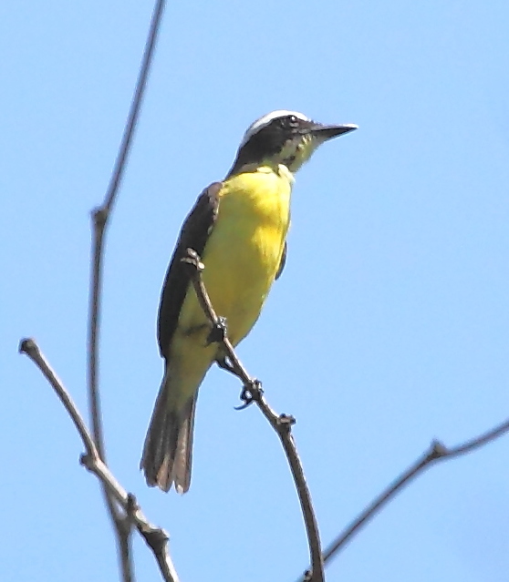 Conopias parvus