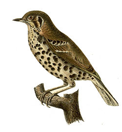 Conopophaga aurita