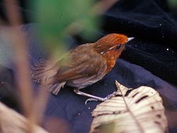 Conopophaga castaneiceps