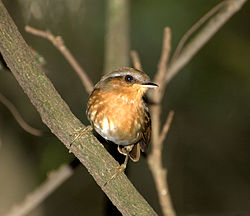 Conopophaga lineata
