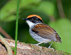 Conopophaga melanops