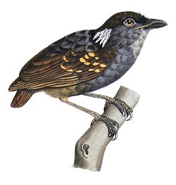 Conopophaga peruviana