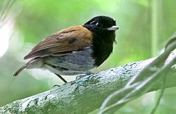 Conopophaga roberti