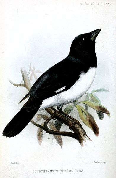 Conothraupis speculigera