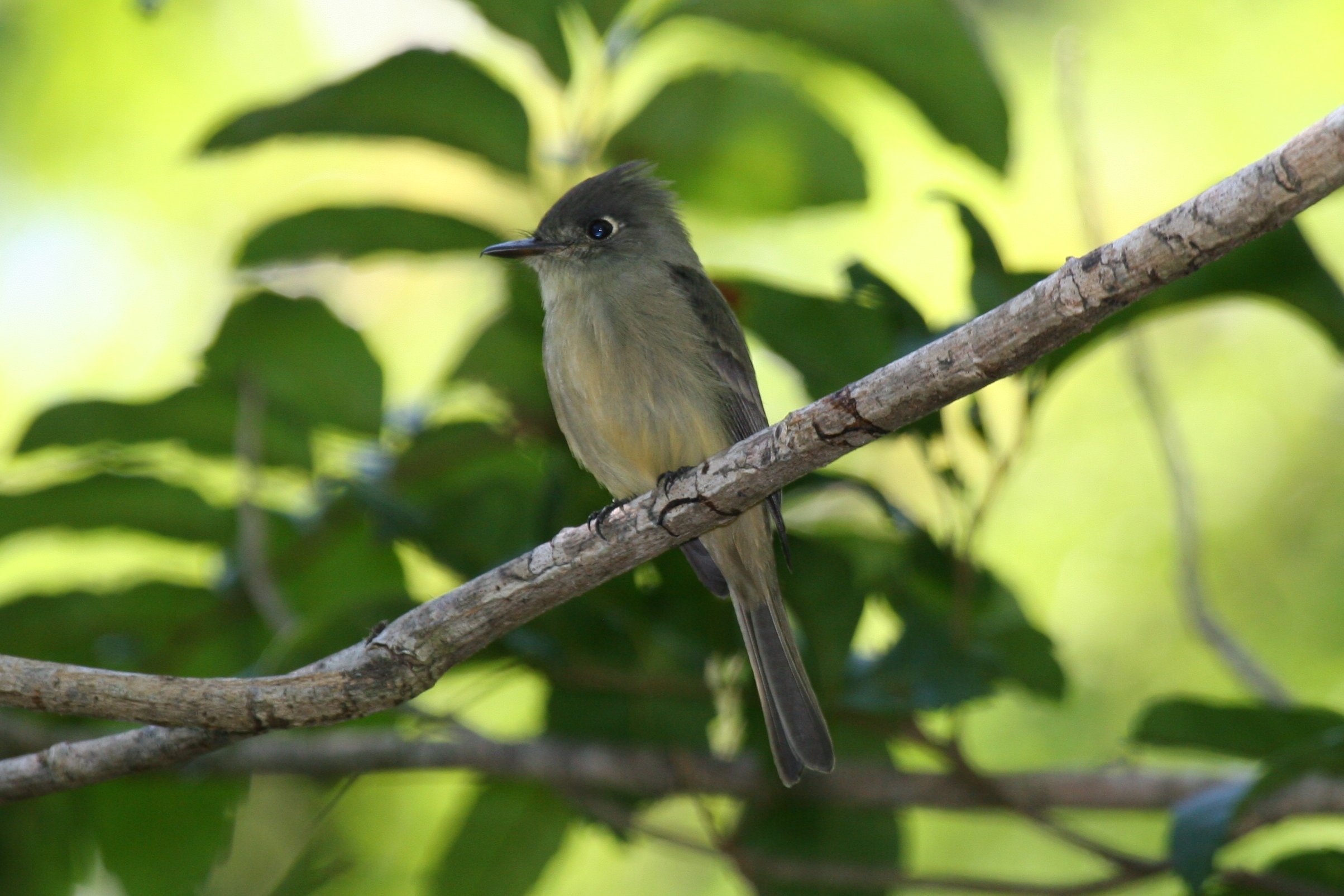Contopus caribaeus