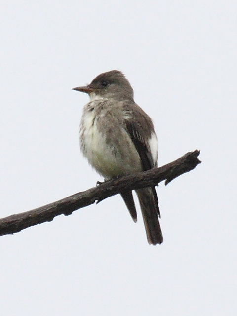 Contopus cooperi