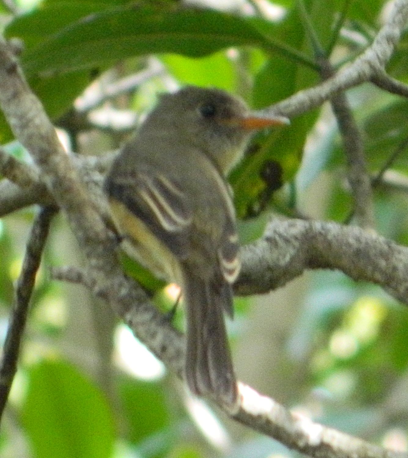 Contopus latirostris