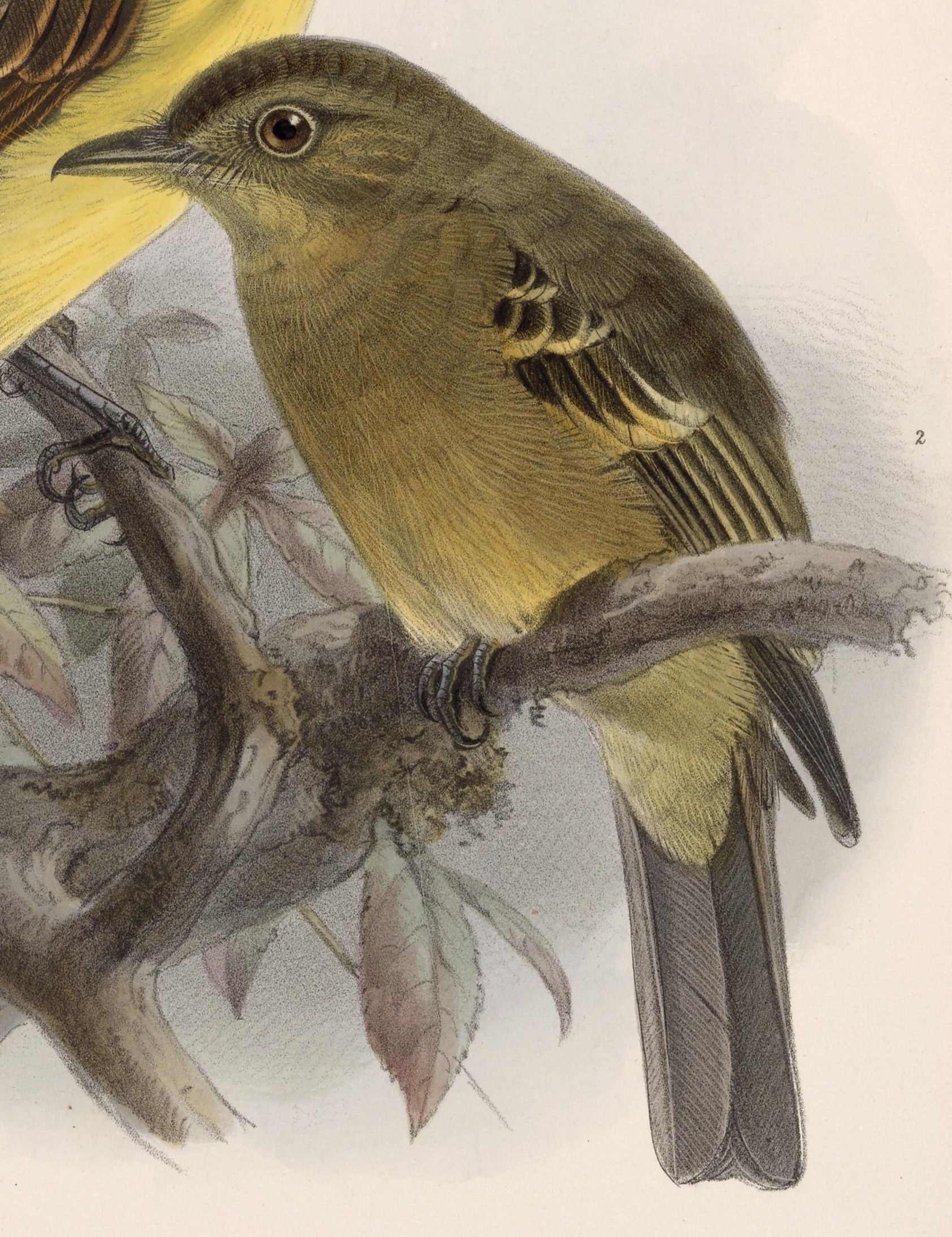 Contopus ochraceus