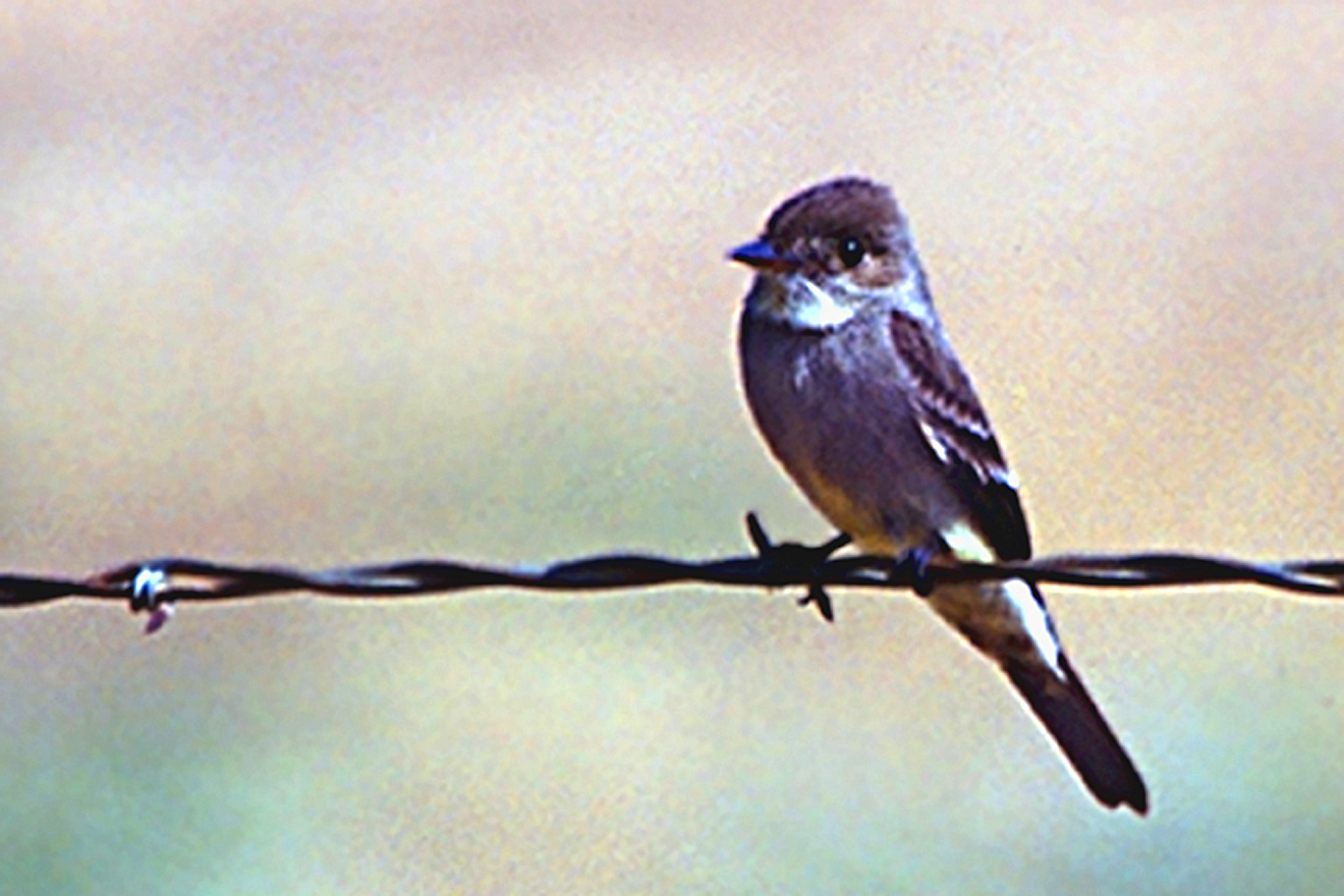 Contopus pertinax